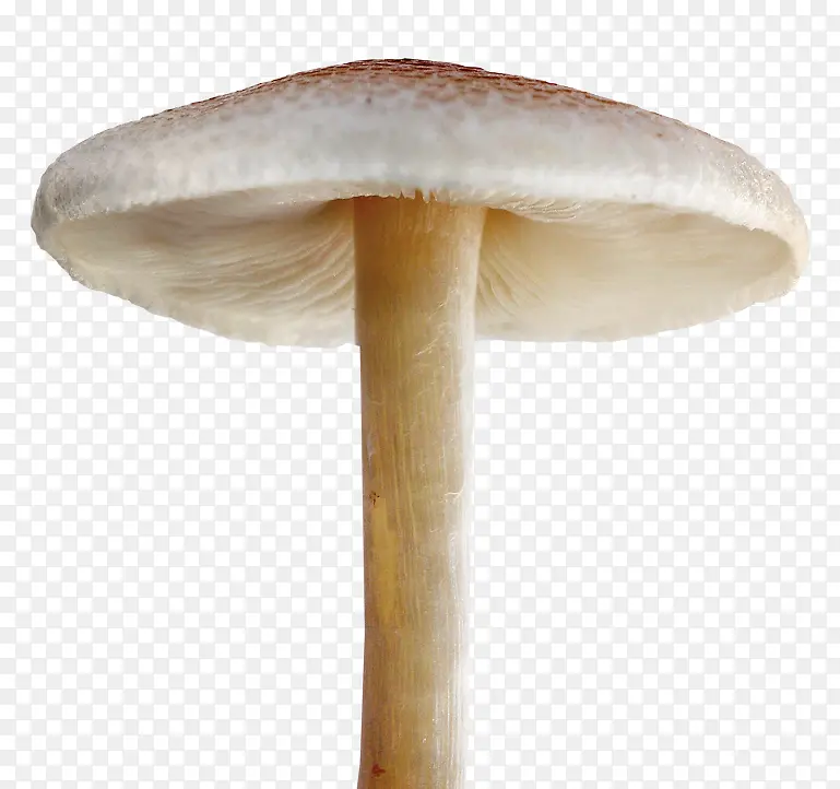蘑菇 菌类 服装