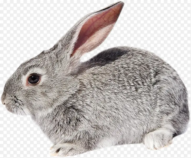 欧洲兔 野兔 兔子