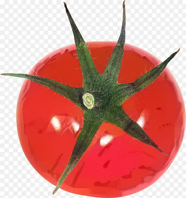 番茄 红色 茄属