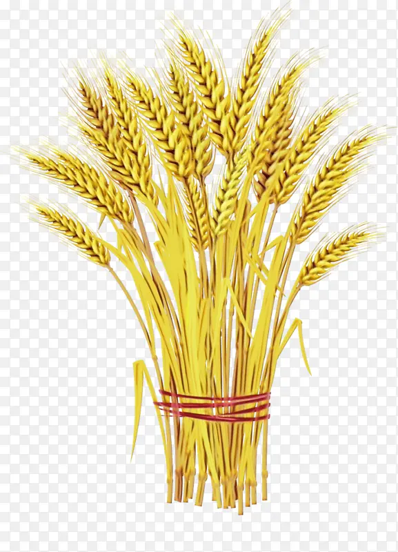 小麦 农业 谷物