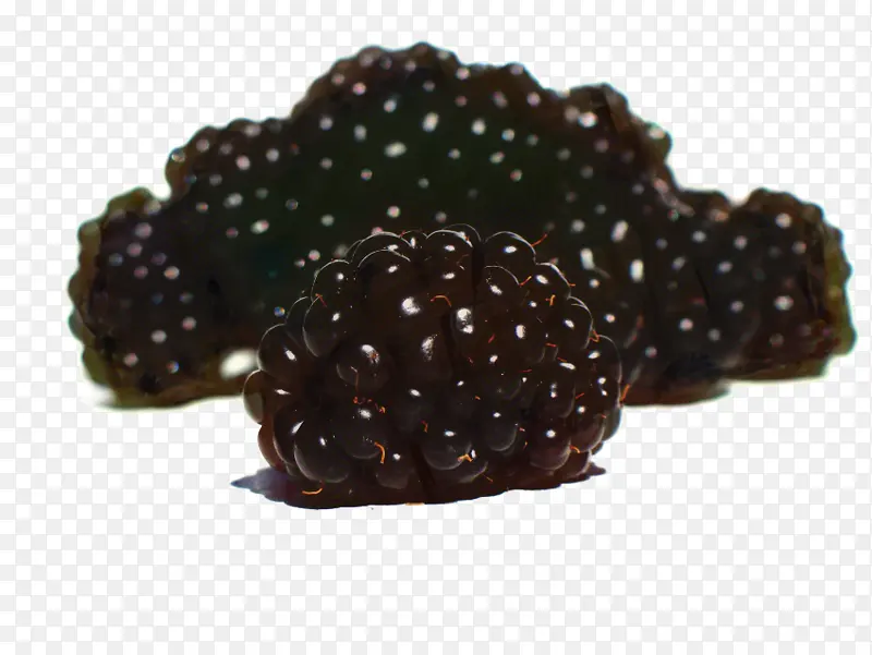 悬钩子 黑莓 灌木