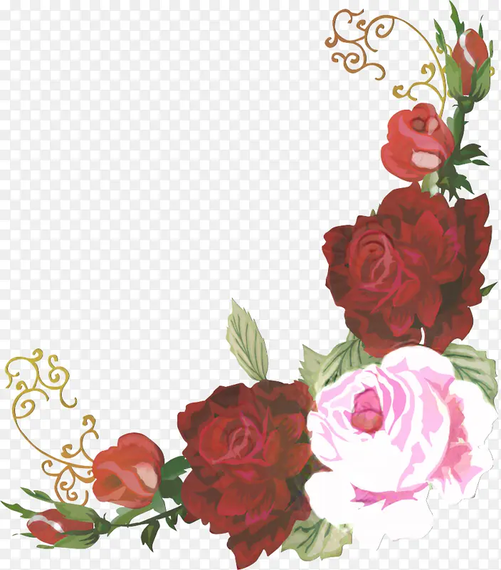 花卉设计 花园玫瑰 花朵