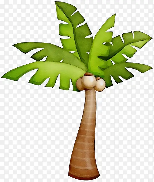 棕榈树 树叶 植物茎