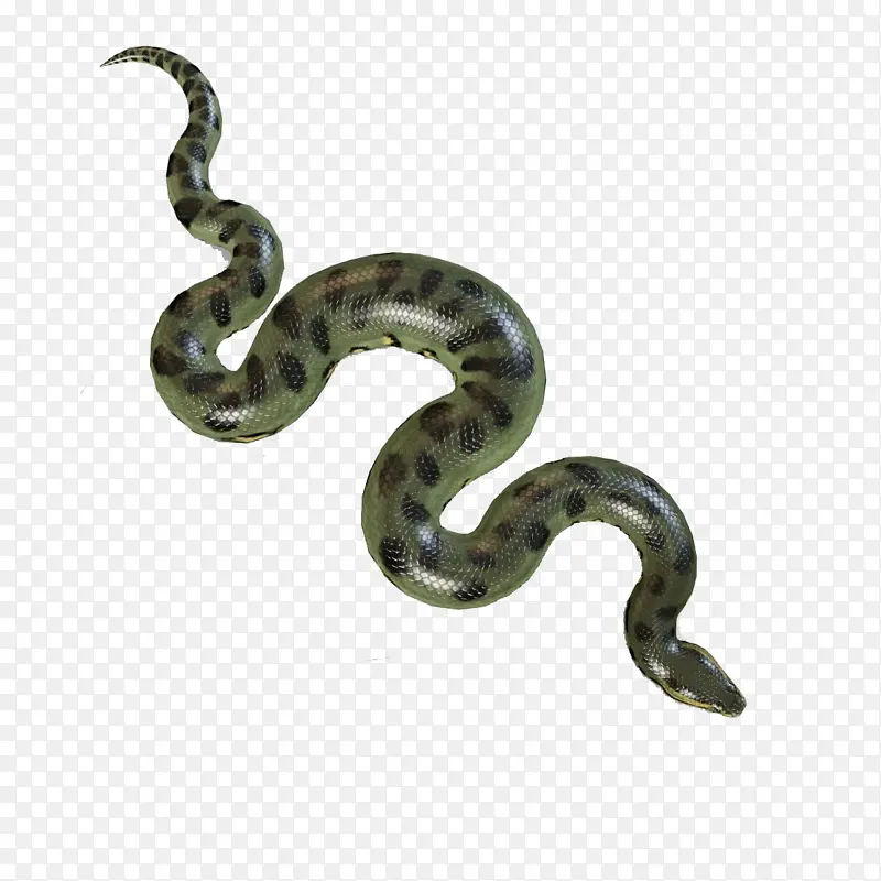 蟒蛇 绿蟒蛇 蛇