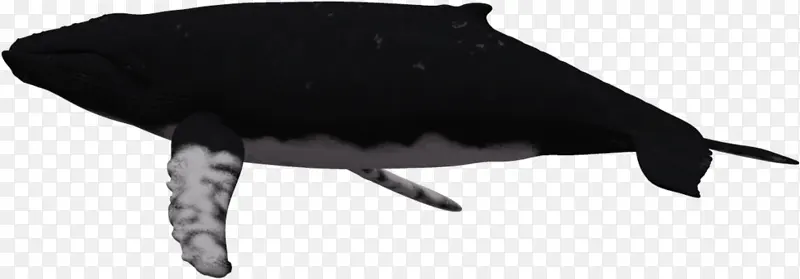 鲸鱼 海豚 座头鲸