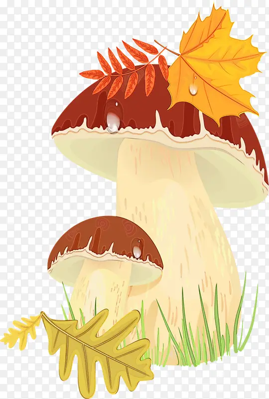 水果 蘑菇 叶子