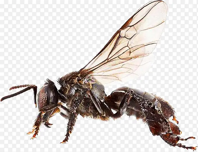 蜜蜂 胡卢巴 昆虫
