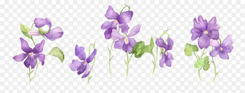 藏红花 植物 紫罗兰
