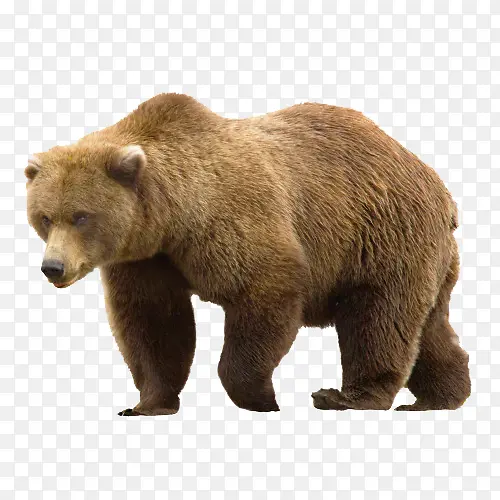 熊 北极熊 美国黑熊