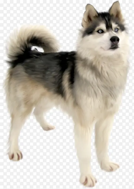 西伯利亚哈士奇 西西伯利亚莱卡犬 阿拉斯加雪橇犬