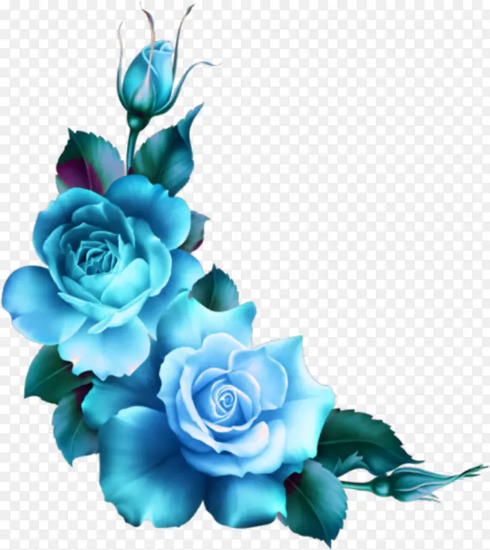玫瑰 花园玫瑰 蓝玫瑰