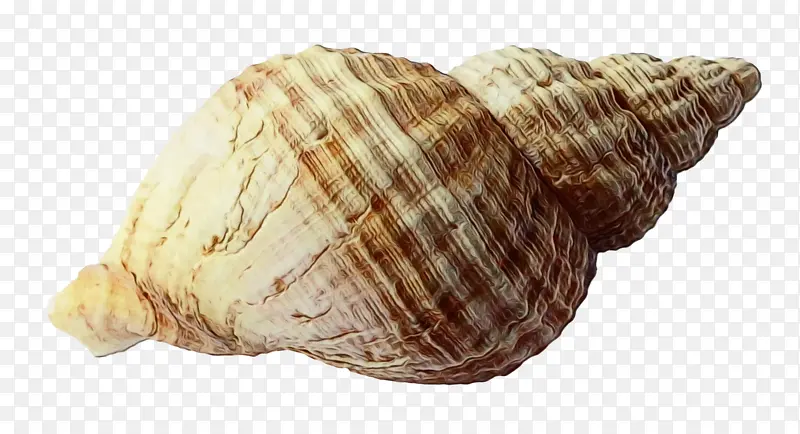 贝壳 软体动物贝壳 蛤蜊
