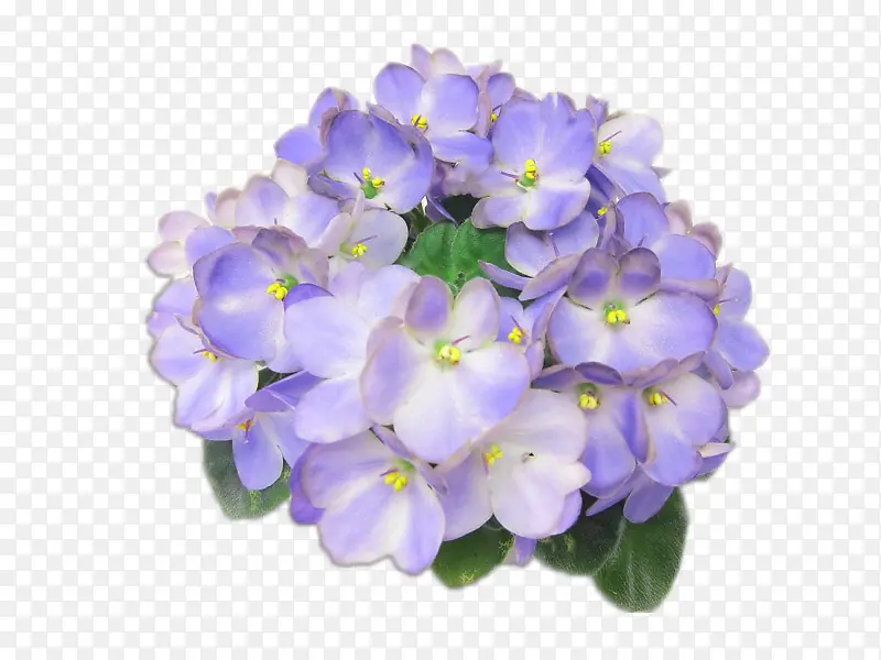 非洲紫罗兰 紫罗兰 一年生植物