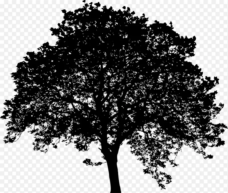 树 树枝 轮廓