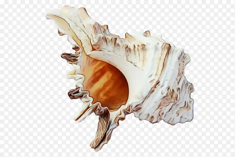 海贝 软体动物壳 海螺