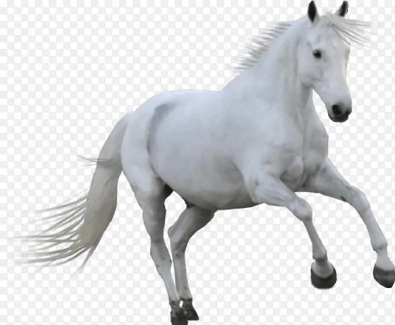 阿拉伯马 种马 白色