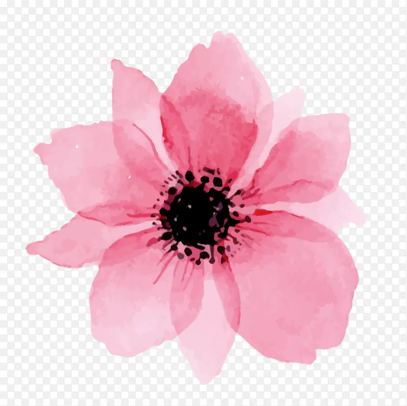 水彩画 静物粉红玫瑰 绘画