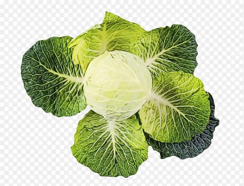 卷心菜 羽衣甘蓝 萨沃伊卷心菜