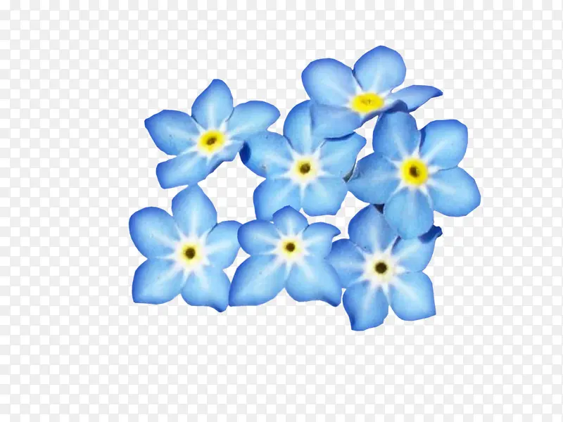花 花瓣 蓝色