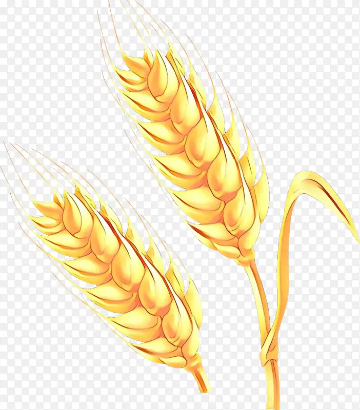 草 谷物 小麦