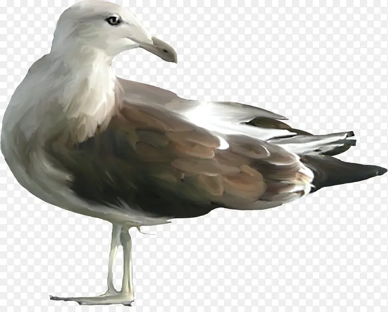 欧洲鲱鸥 海鸥 鸟