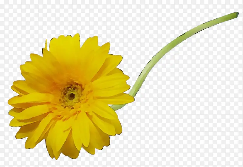 特兰斯瓦尔雏菊 黄色 盆栽万寿菊