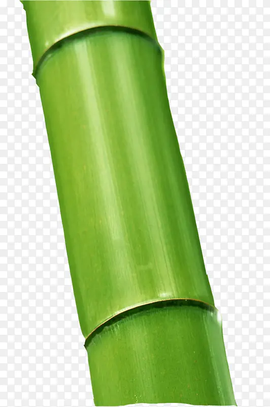 热带木本竹子 竹科 乐蒙