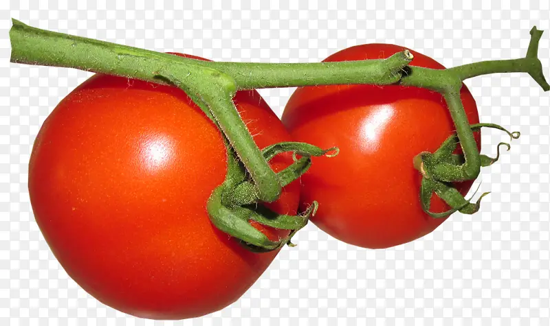 番茄 食品 蔬菜