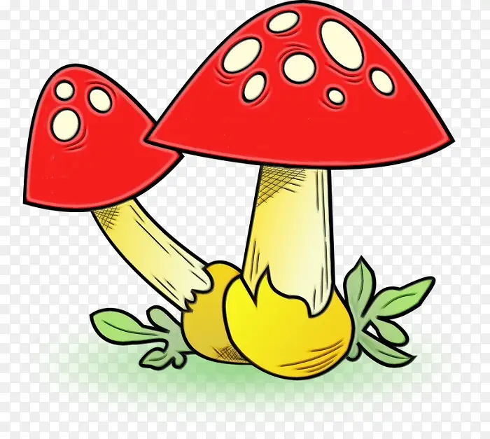 蘑菇 食用菌 普通蘑菇