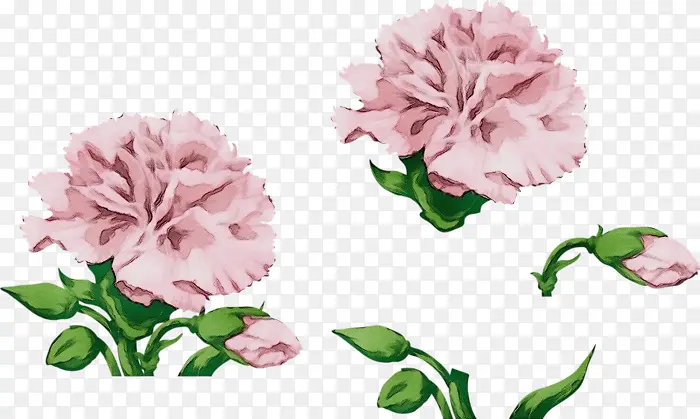 康乃馨 水彩画 卷心菜玫瑰