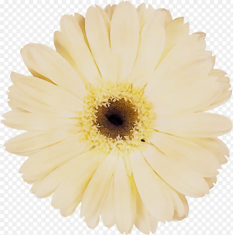 特兰斯瓦尔雏菊 黄色 白色