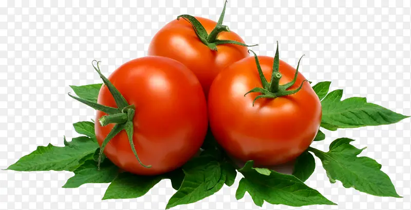 李子番茄 食品 番茄