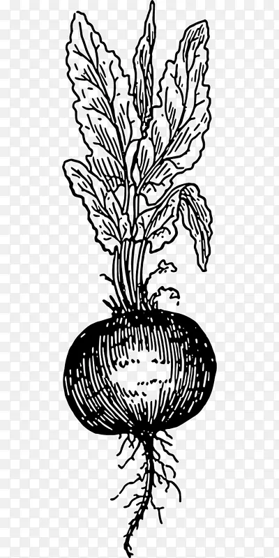 甜菜根 素描 蔬菜