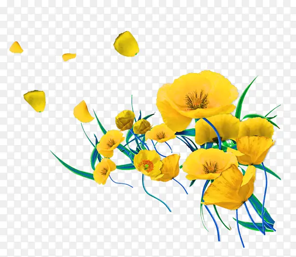 黄色 花园金盏花 花朵