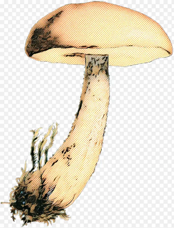 食用菌 蘑菇 牛肝菌