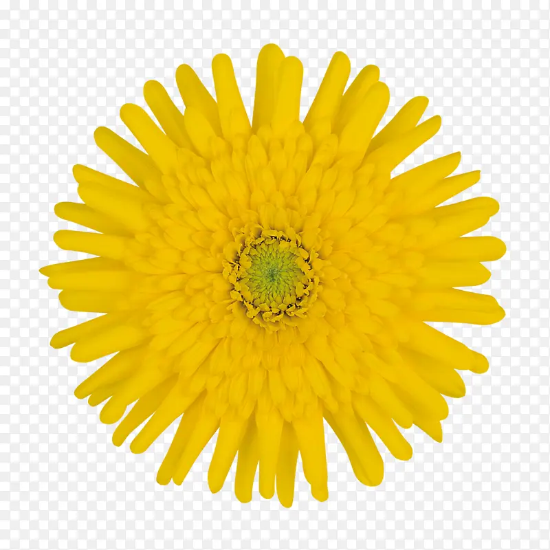 黄色 蒲公英 花朵