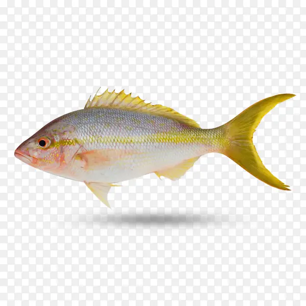 北部红鲷 黄尾鲷 鲷鱼
