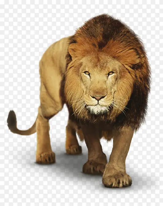 东非狮子 狮子 马赛狮子