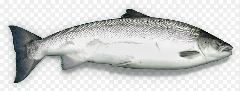 三文鱼 大西洋三文鱼 鳟鱼