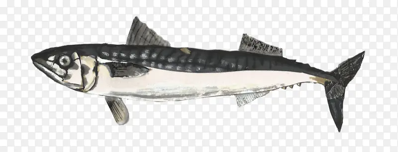 沙丁鱼 鲭鱼 油性鱼