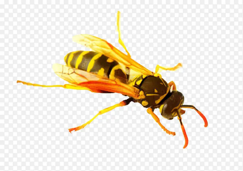 大黄蜂 昆虫 欧洲纸黄蜂