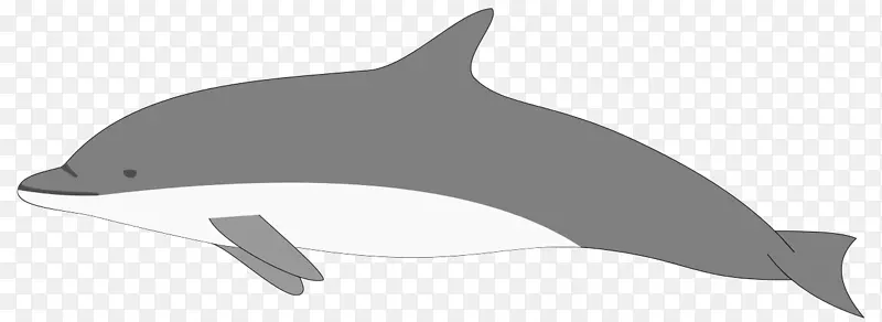短嘴海豚 白嘴海豚 粗齿海豚