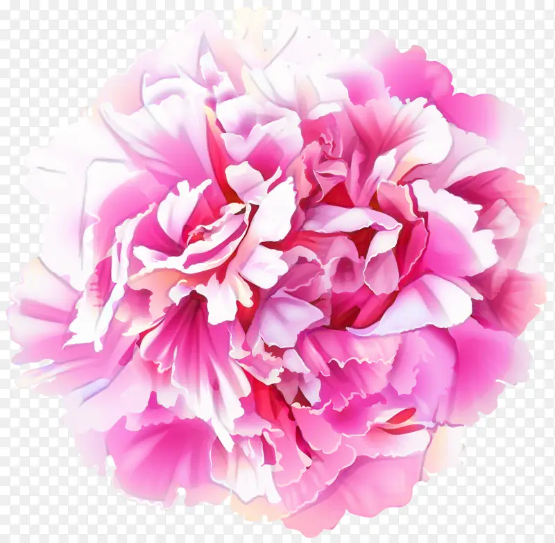 牡丹 粉色花朵 花朵