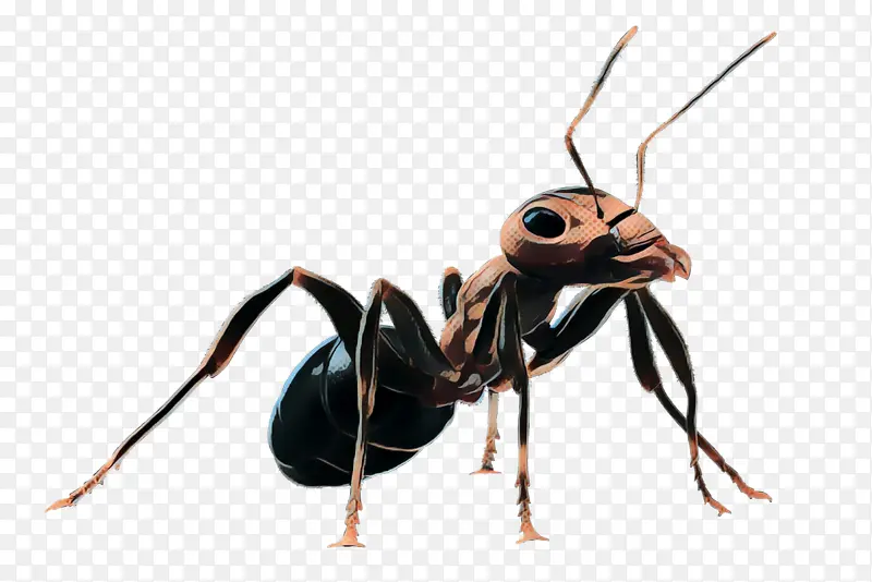 昆虫 膜 蚂蚁