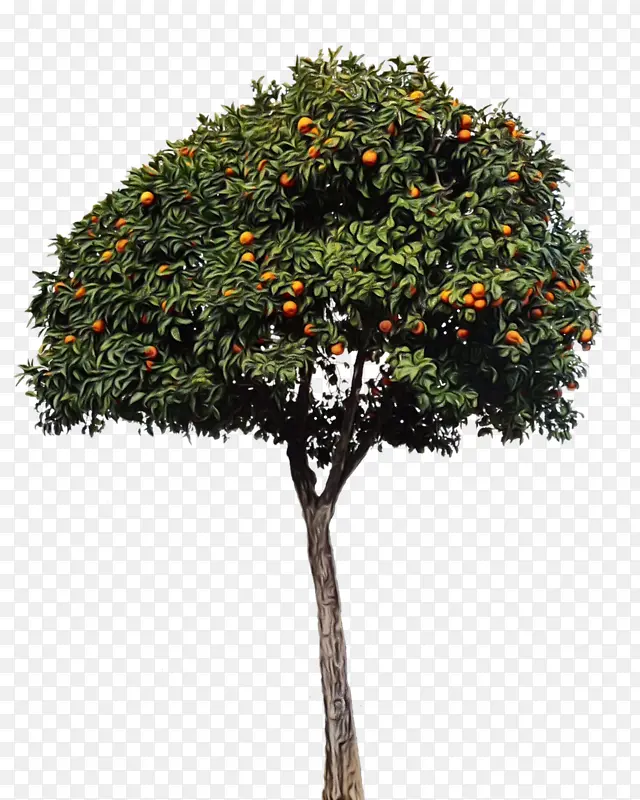 柑橘 水果 树
