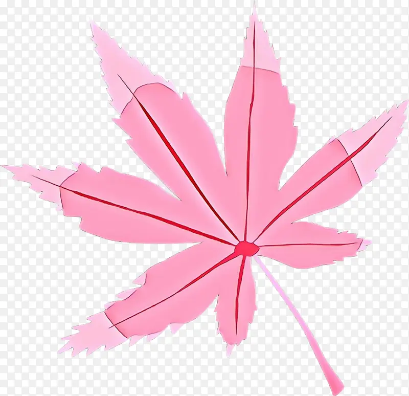 枫叶 叶子 粉红色