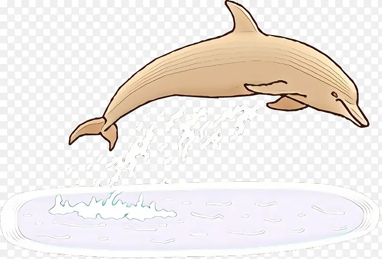 海豚 喙 宽吻海豚