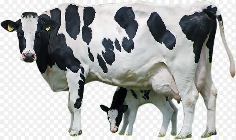 荷斯坦弗里西亚牛 小牛 泽西牛