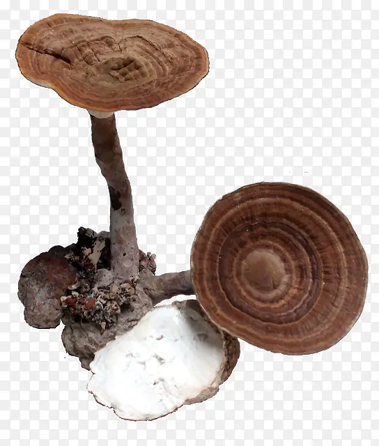蘑菇 真菌 药用真菌