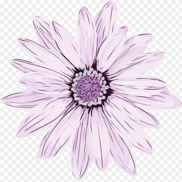 花朵 紫色 紫罗兰色